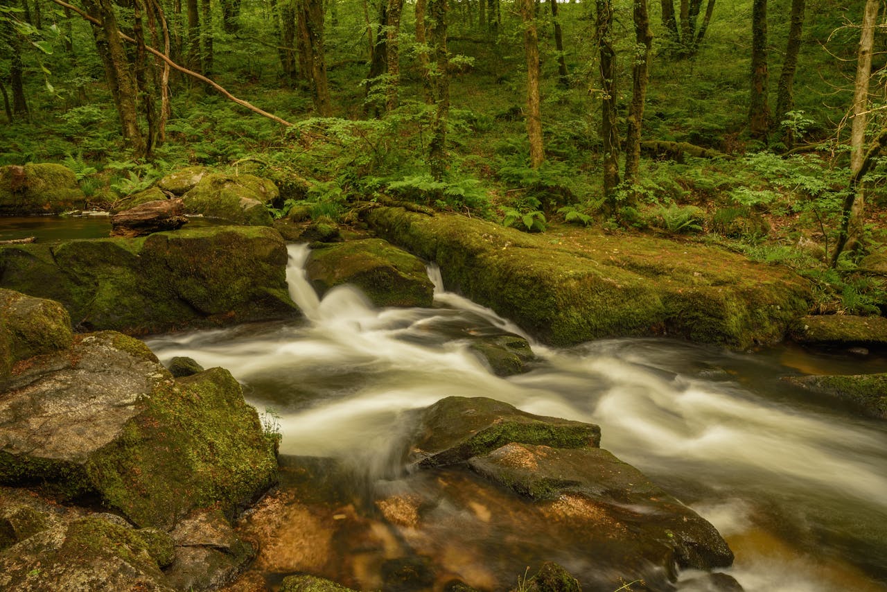 Serene forest scene with a gentle stream cascading over moss-covered rocks.