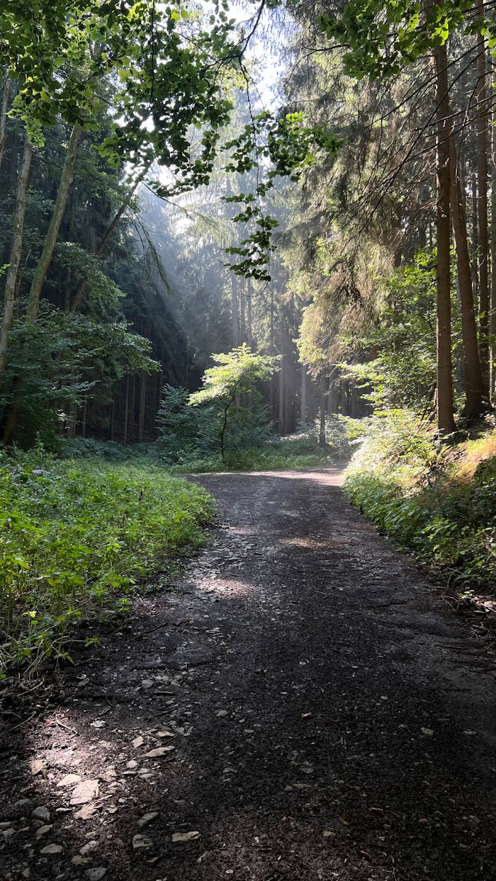 Peaceful forest path with dappled sunlight filtering through dense trees.