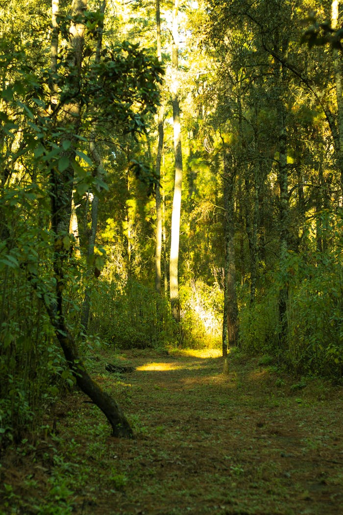 Serene forest path in Texcalyacac, Mexico, bathed in golden sunlight, perfect for nature enthusiasts.