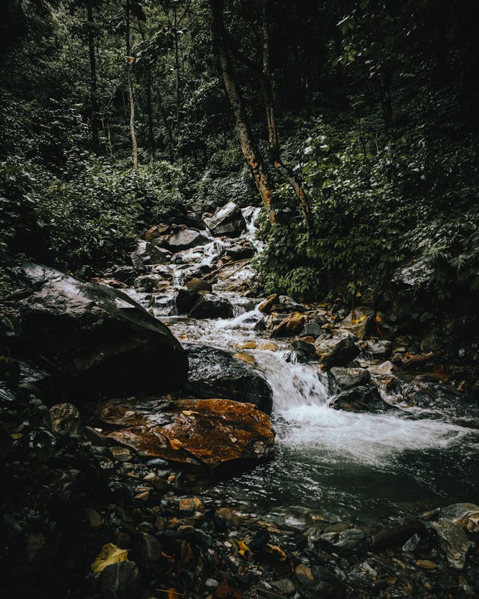 A peaceful stream flows through a lush, rocky forest, creating a tranquil scene in nature.